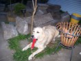 /album/fotogalerij-maxime/a387038-4034179847267-129225984-n-jpg/
