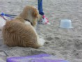 /album/fotogalerij-lennox/a255301-271691399607198-1299445143-n-jpg/