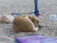 /album/fotogalerij-lennox/a582557-271691342940537-215294901-n-jpg/