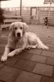 /album/fotogalerij-joeri/img446700489-jpg/